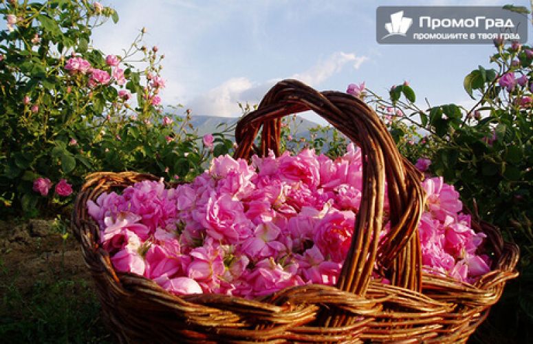 КАЗАНЛЪК ПРАЗНИК НА РОЗАТА